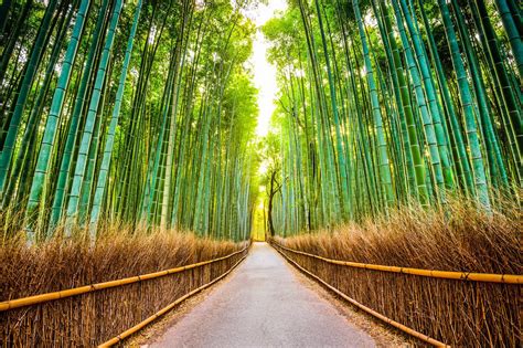  Arashiyama Bambuskogen - En Mystisk och Lugn Oas i Kyoto